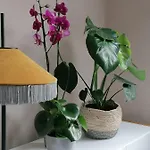 招待所 Picobello