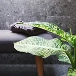 招待所 Picobello